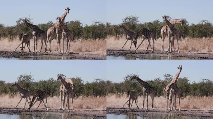 纳米比亚埃托沙国家公园水坑五只长颈鹿站立和喝水的4k特写视图
