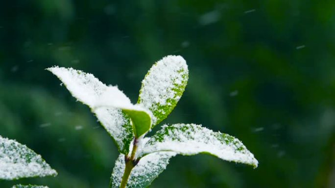 落在绿叶上的雪寒冬绿叶飞雪