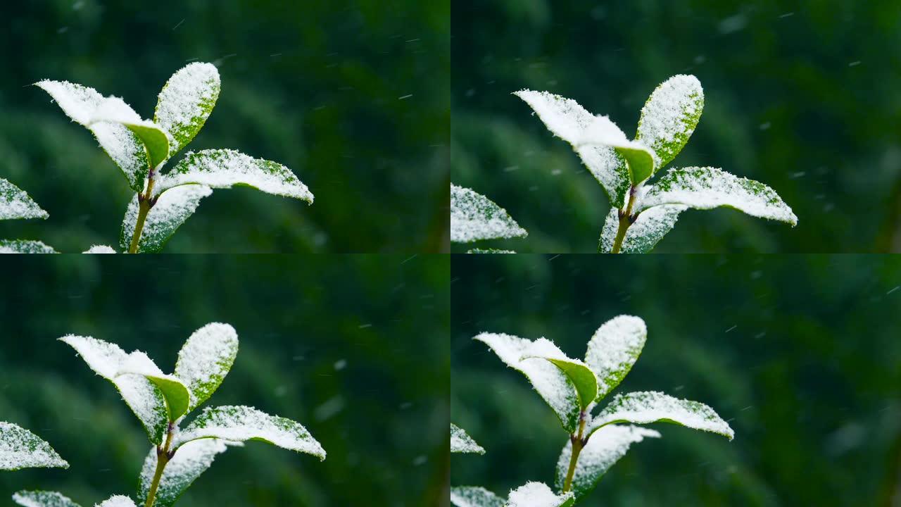 落在绿叶上的雪寒冬绿叶飞雪