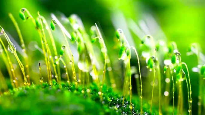 雨中的特写苔藓雨水打在豆芽上