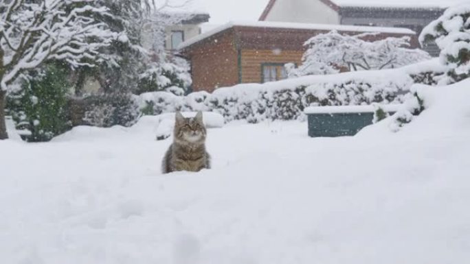 慢动作: 嬉戏的虎斑猫在暴风雪中探索下雪的后院。