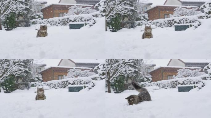 慢动作: 嬉戏的虎斑猫在暴风雪中探索下雪的后院。