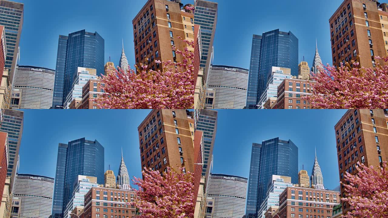 公园大道上的樱花盛开。纽约天际线克莱斯勒大厦景观。