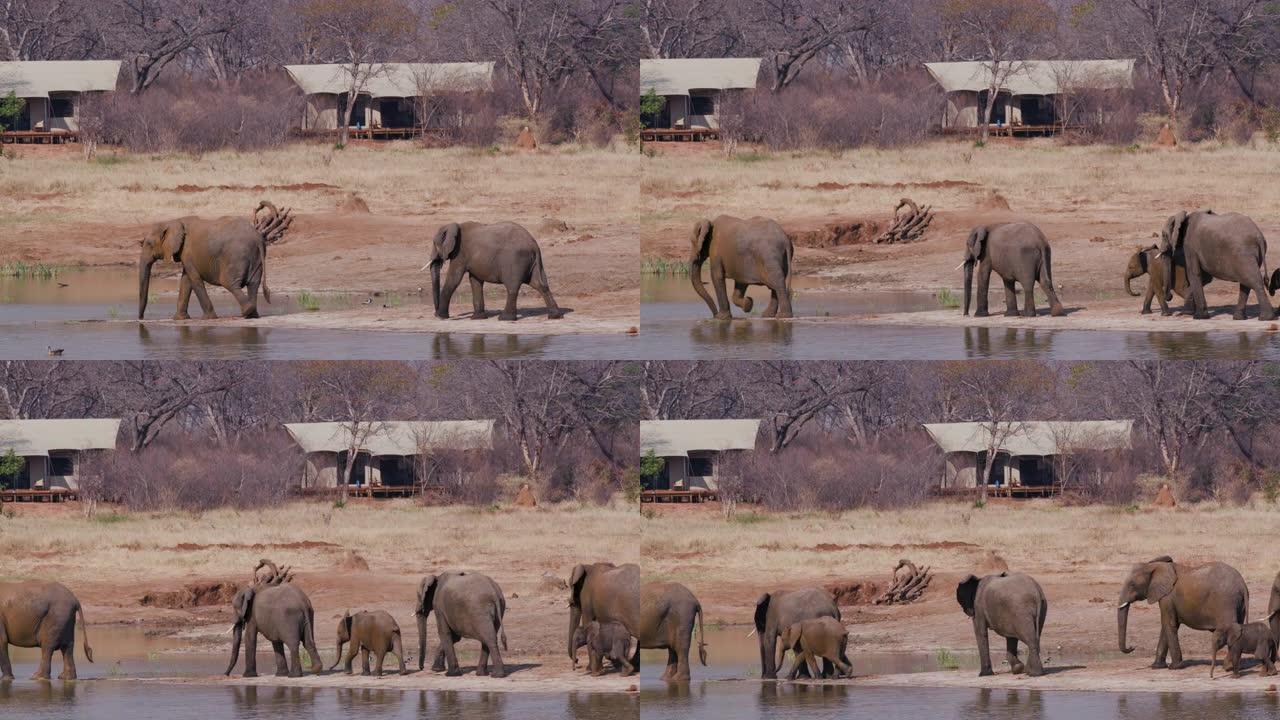 在津巴布韦万基国家公园Verney营地的客人帐篷前的水坑里，一群繁殖的大象下来喝酒的4k视图