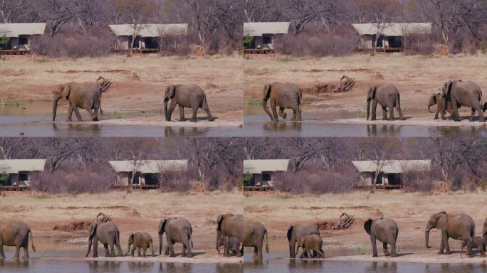 在津巴布韦万基国家公园Verney营地的客人帐篷前的水坑里，一群繁殖的大象下来喝酒的4k视图