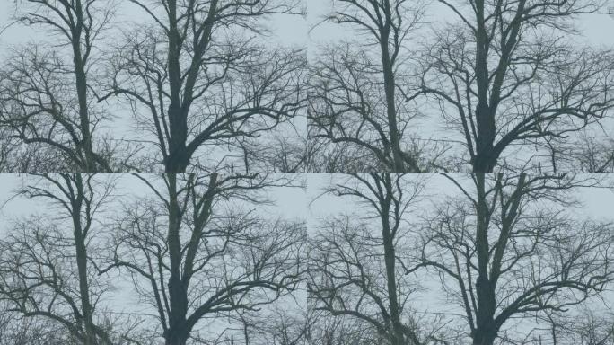 树干在冬天裸露