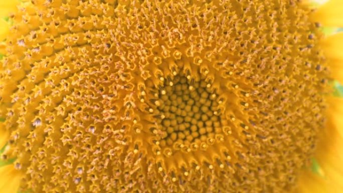 宏观: 向日葵在夏日微风中轻轻摇曳的详细照片。