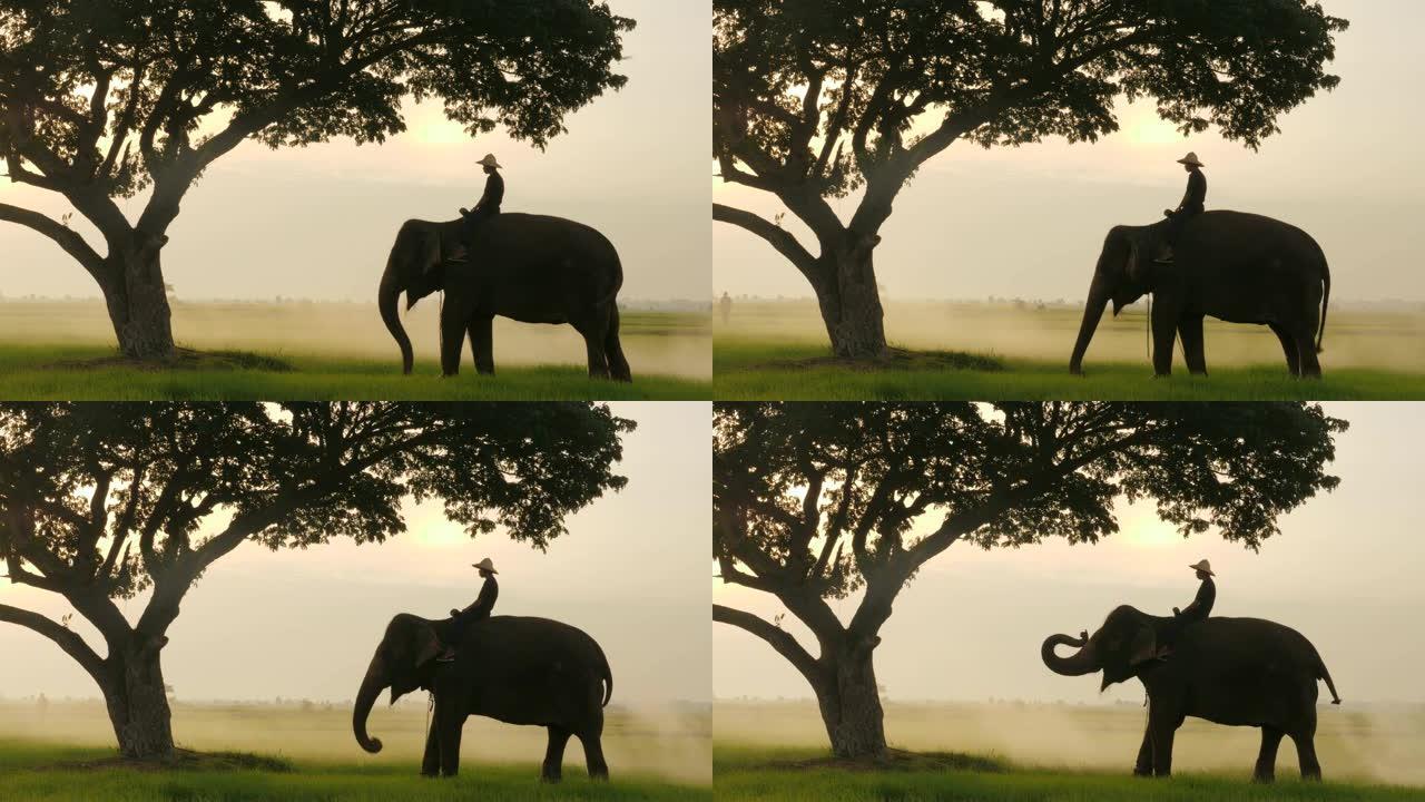 早晨大象和大猩猩的剪影在自然风光之中，背景是日出。