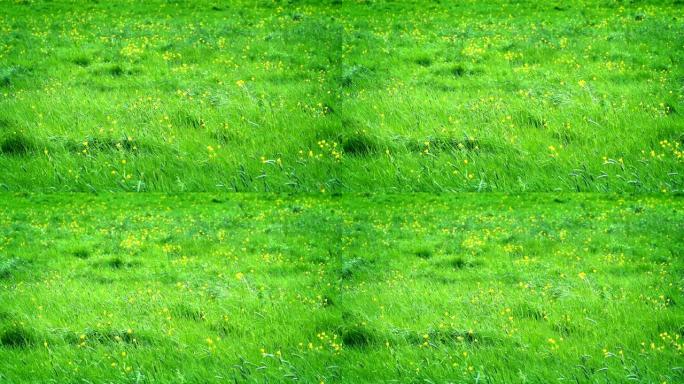 阳光下有黄色花朵的草地