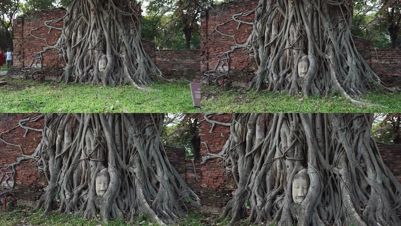 泰国大城菩提树根中的佛头