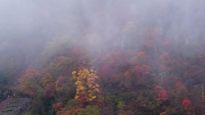 日本日光森林之秋日本日光森林之秋