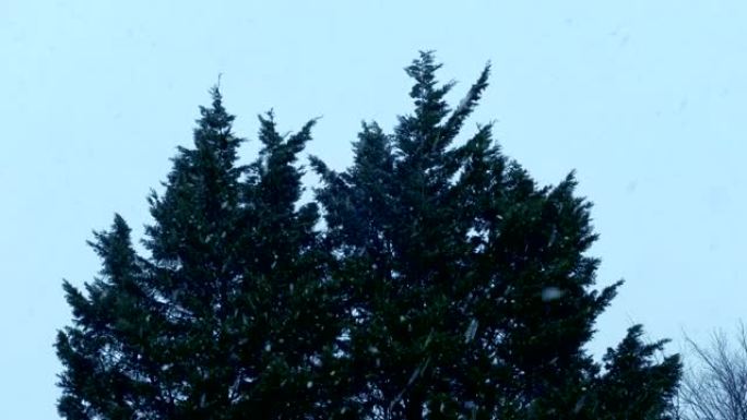 降雪和风中的树木小雪天气树枝