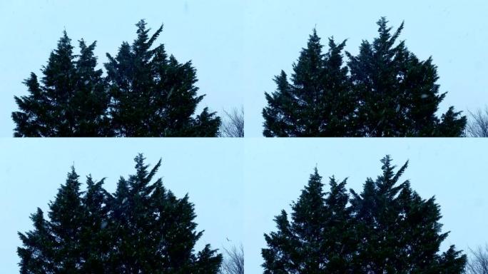 降雪和风中的树木小雪天气树枝
