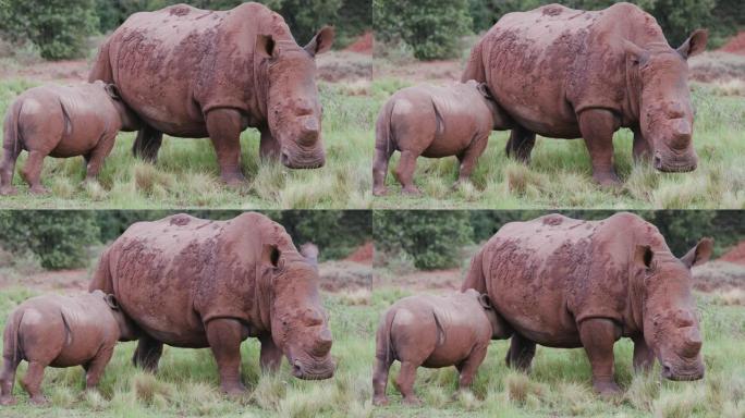 可爱的白犀牛小牛哺乳的特写镜头，而它的母亲看着相机