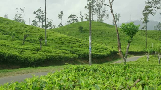 斯里兰卡茂密的绿色山丘覆盖着茶树