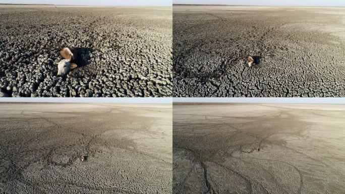 博茨瓦纳奥卡万戈三角洲，恩加米湖因干旱和气候变化而干涸，一头奶牛在生命的最后阶段被困在厚厚的泥土中