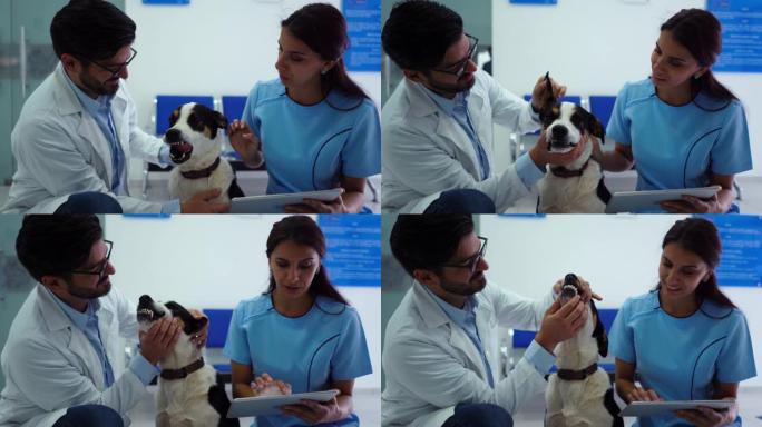 爱心男兽医检查一只混血狗，而助手在平板电脑上给他读一些东西