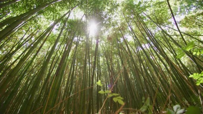 风景竹林用作可再生可持续能源的俯视图