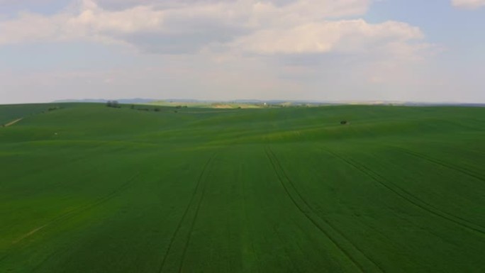 空中绿色麦田春天植物生长广阔的田野小麦田