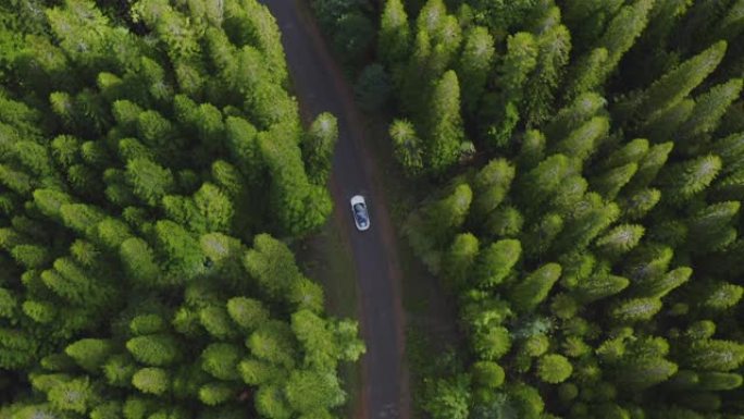 豪华轿车在绿色的松树林中行驶