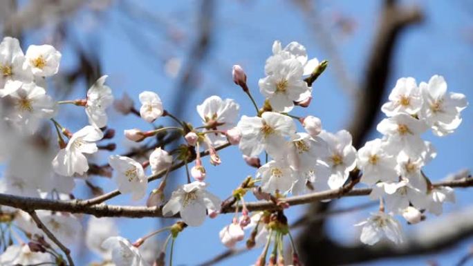 日本的春天樱花盛开