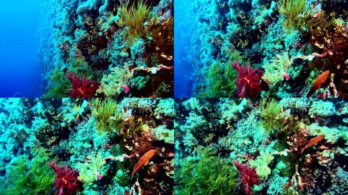 五颜六色的海底。水下风景