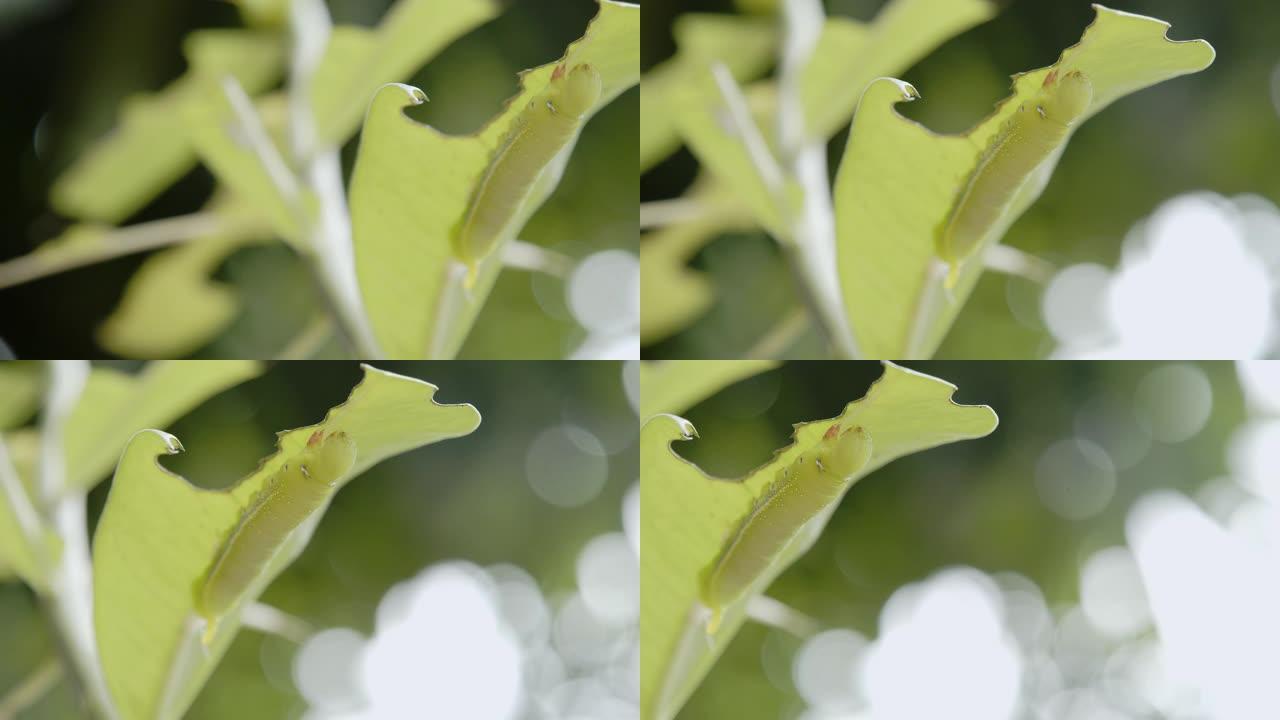 毛毛虫绿虫。虚焦散焦特写镜头自然生态循环
