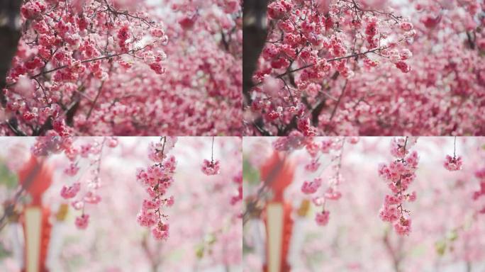 春唯美粉色樱花