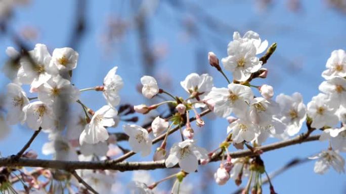 日本的春天樱花盛开