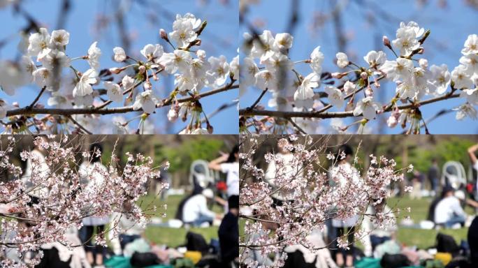 日本的春天樱花盛开