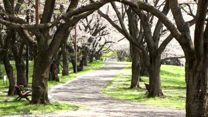 樱花树下的人行道是日本浪漫的气氛