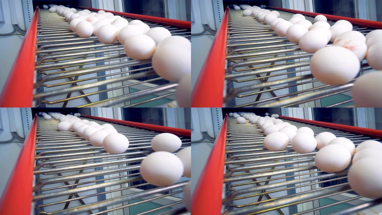 许多白鸡蛋正沿着金属传送带移动