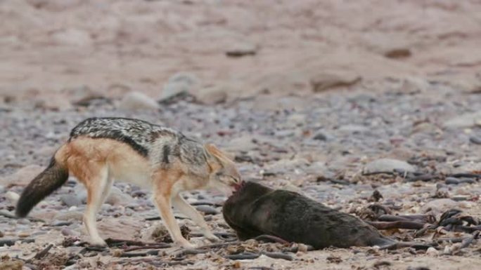 4k近景，黑背jack狼在纳米比亚纳米布沙漠海岸线上的海豹幼崽尸体上大力拉动