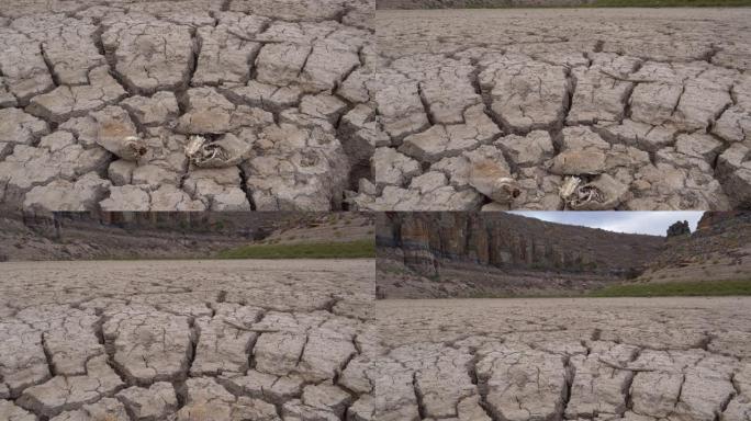由于气候变化和全球变暖造成的干旱，位于干燥大坝破裂的泥浆表面上的死鱼的4k特写倾斜视图