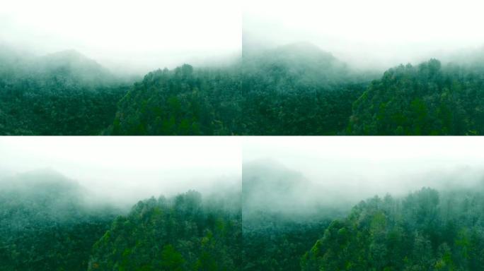 有雾的鸟瞰山云雾森林