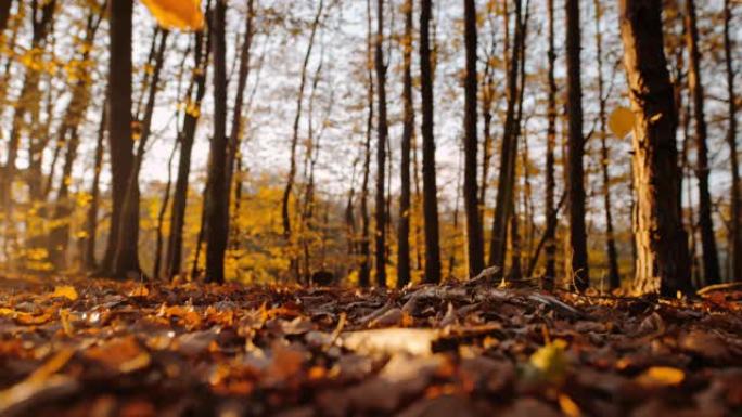 MS超级慢动作金色秋叶落在宁静的森林