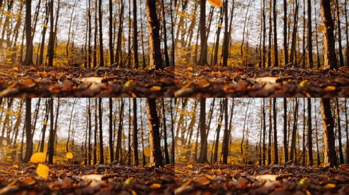 MS超级慢动作金色秋叶落在宁静的森林