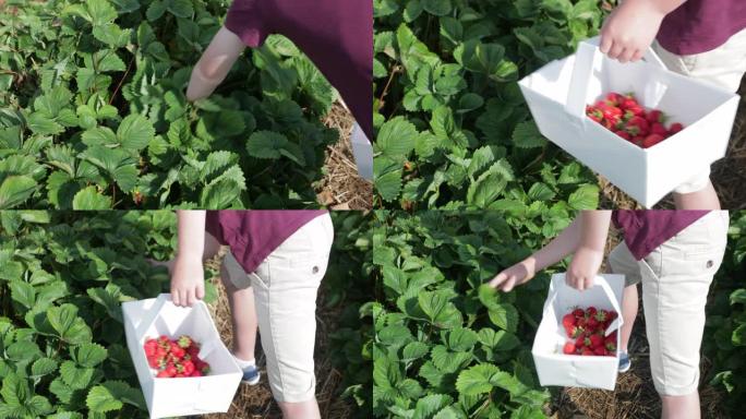 采摘草莓的小男孩摘草莓生活体验摘水果