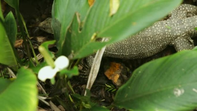 亚洲水监控蜥蜴在灌木丛中寻找食物