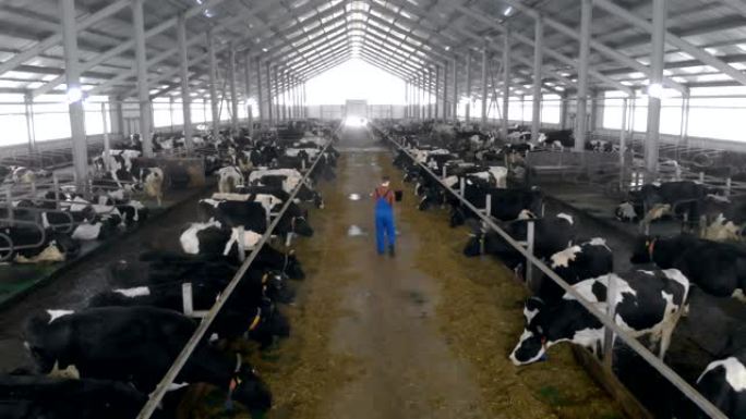 一个人在一个特殊的谷仓里检查奶牛，后视图。