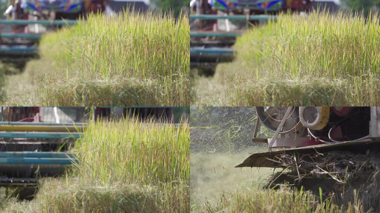 泰国田间拖拉机收割水稻。