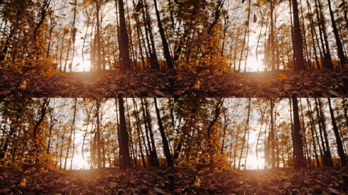 MS超级慢动作金色秋叶落在阳光明媚，宁静的森林中