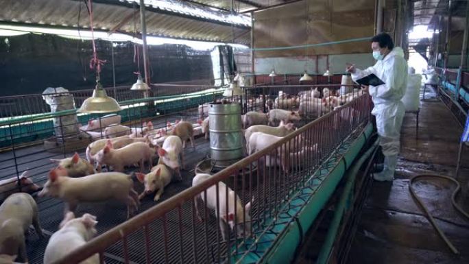 亚洲兽医在工厂养猪场，牲畜和家畜概念中阅读信息和跟踪结果的4k镜头场景