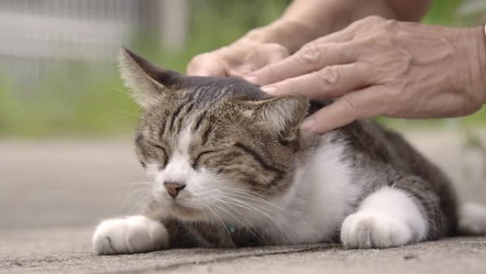 女人爱抚着她的猫抚摸狸猫白天