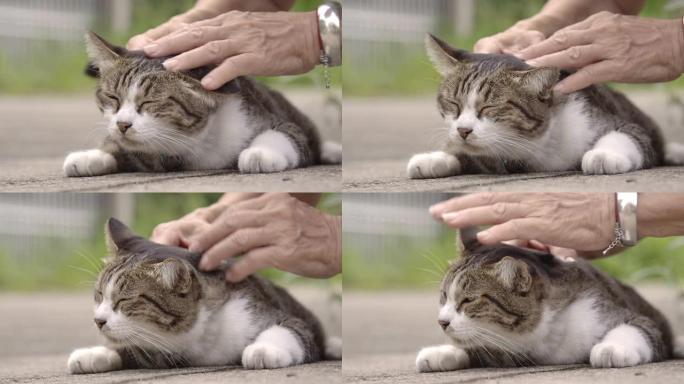 女人爱抚着她的猫抚摸狸猫白天