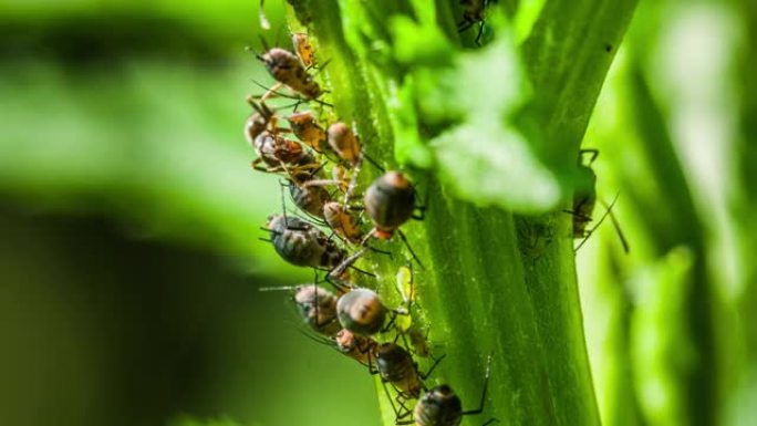 蚂蚁和蚜虫共生自然景色蚂蚁实拍