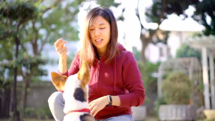 4k亚洲女子训练她的杰克罗素梗狗