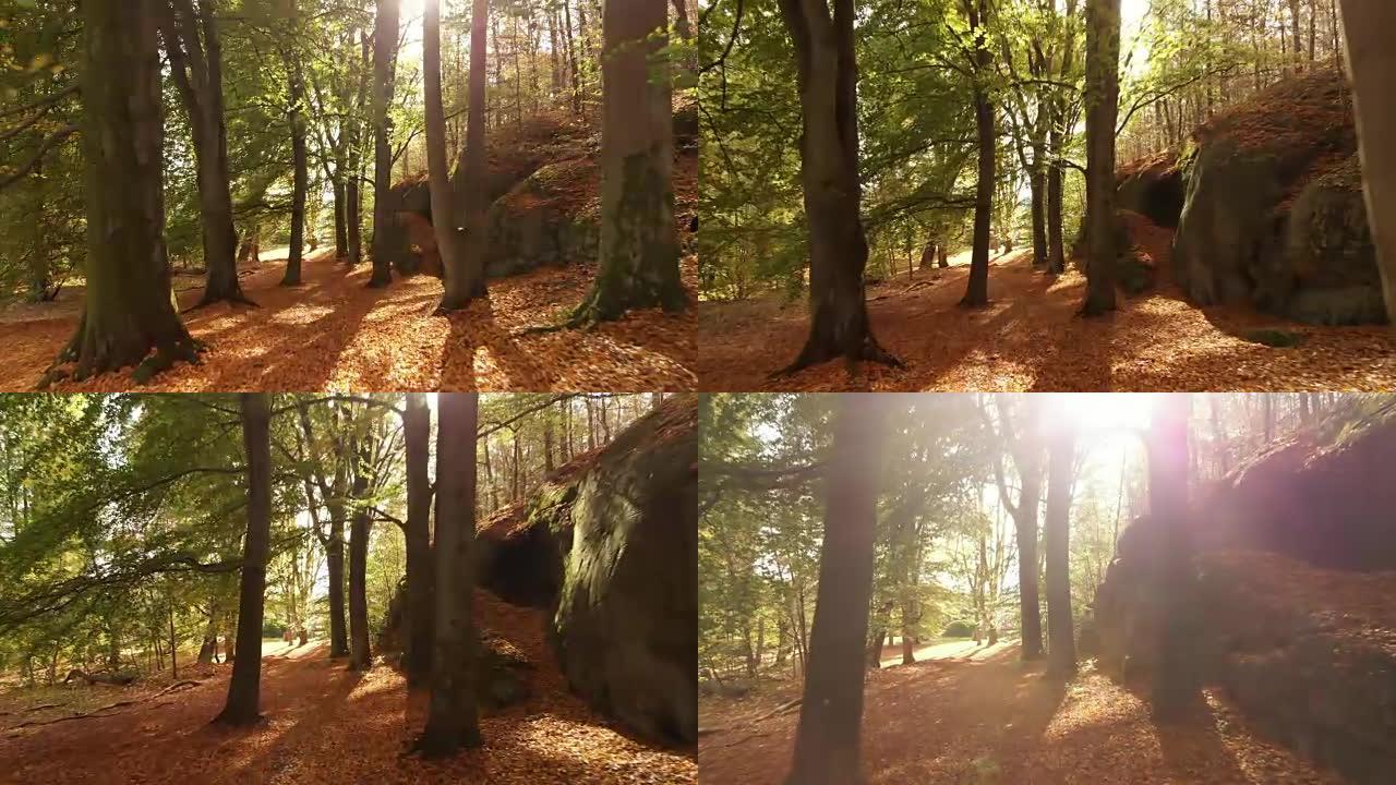 秋天美丽的瑞典森林