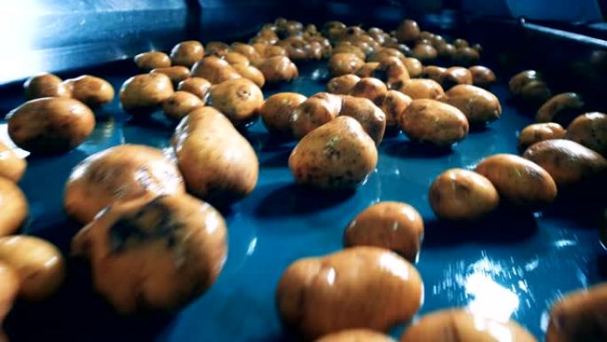 在食品设施的工厂输送机上清洗了很多土豆。