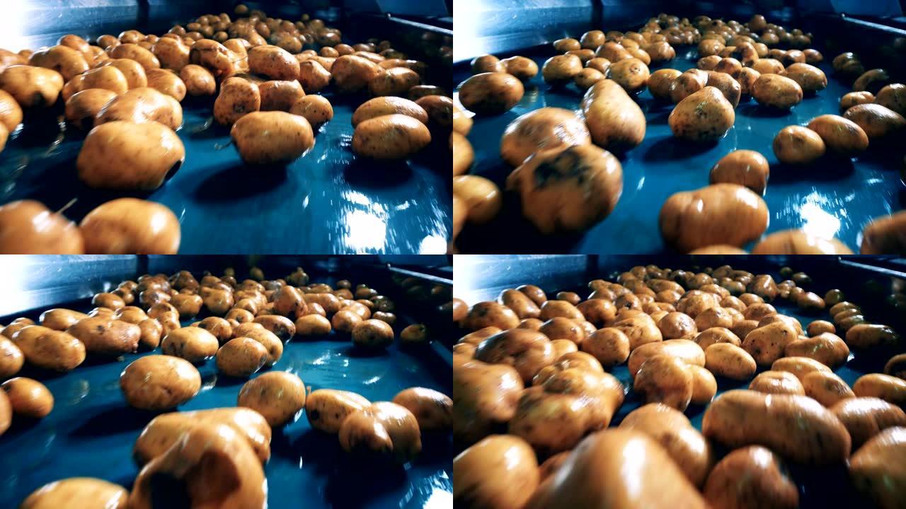 在食品设施的工厂输送机上清洗了很多土豆。